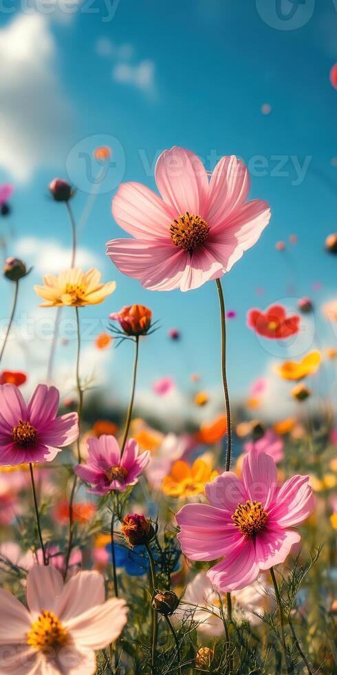 Vibrant wildflower field under a clear blue sky during sunny daytime in spring season photo
