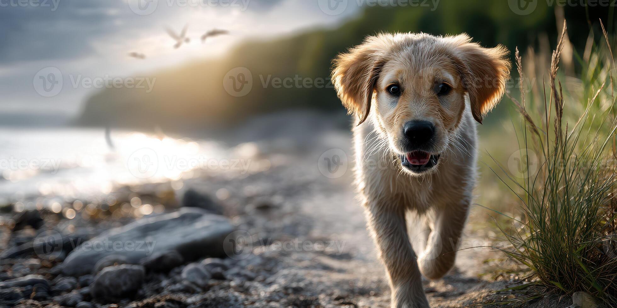 Golden retriever puppy runs along a lakeshore at sunset with trees and birds in the background photo