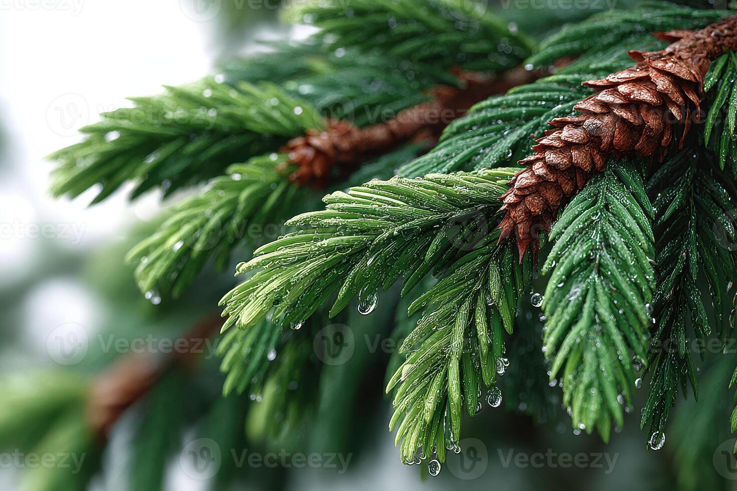 Close-up view of evergreen branches with droplets clinging to fresh green needles in a serene forest setting photo