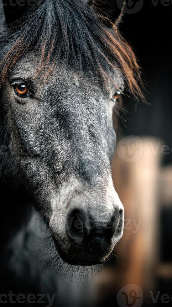 Close encounter with a majestic gray horse in a stable setting at dawn photo