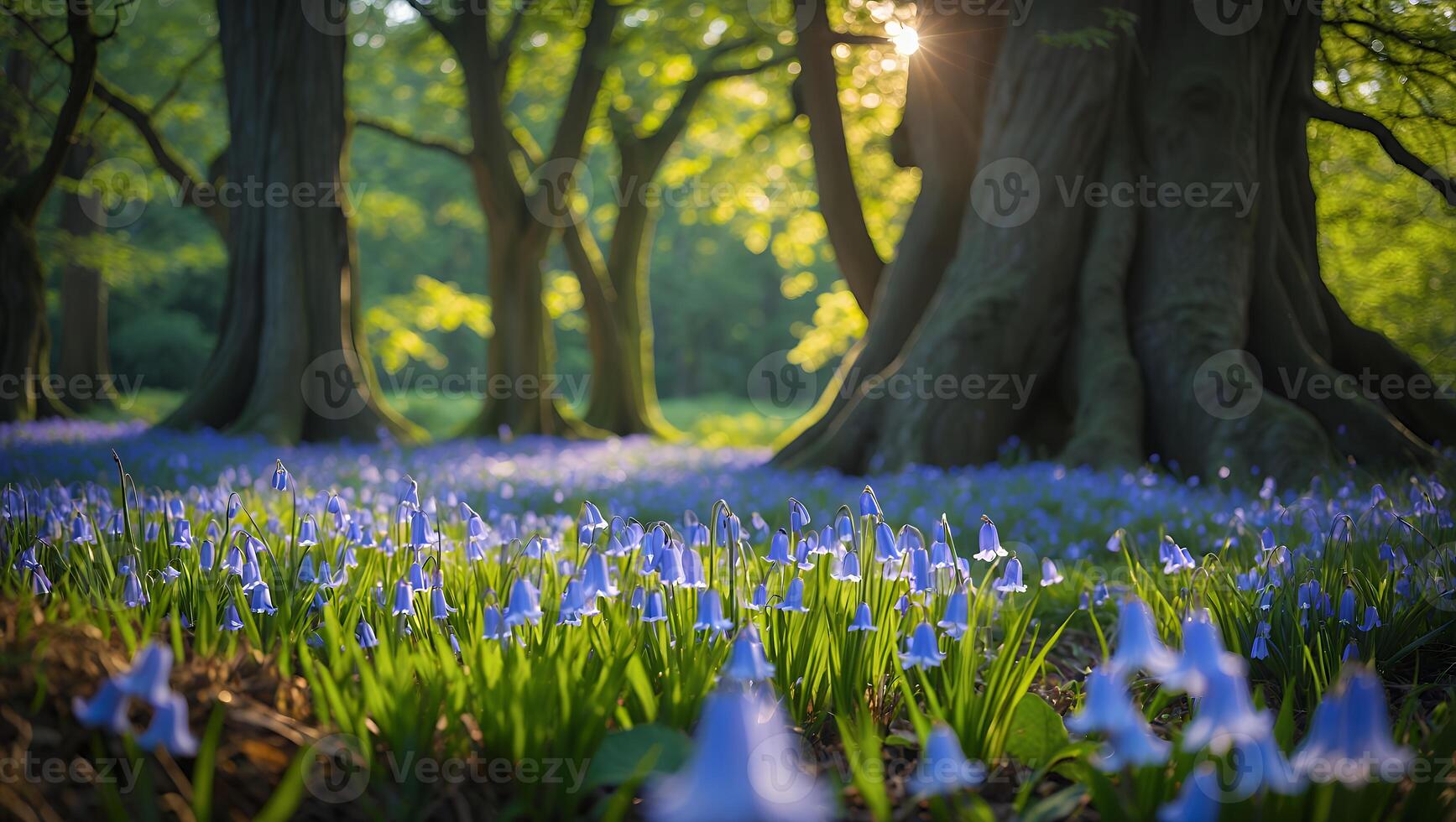 Walking Through Field of Bluebells in Forest Sunlight Streaming Through Trees photo