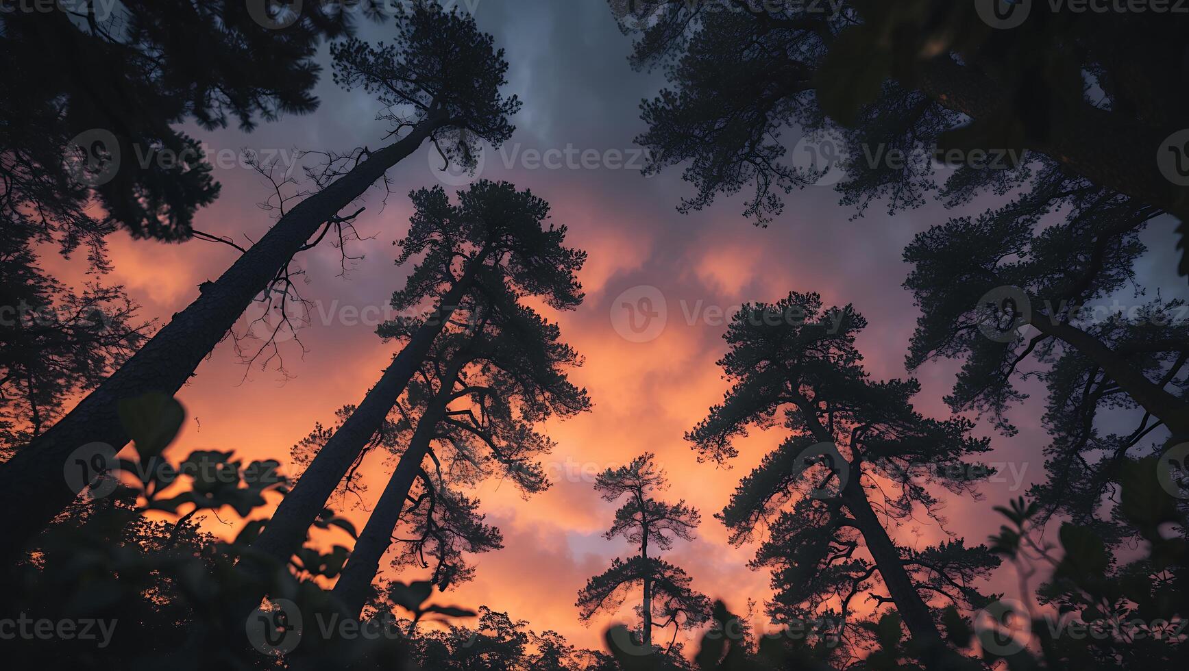 Looking Up at Pine Trees Silhouetted Against Colorful Sunset Sky photo