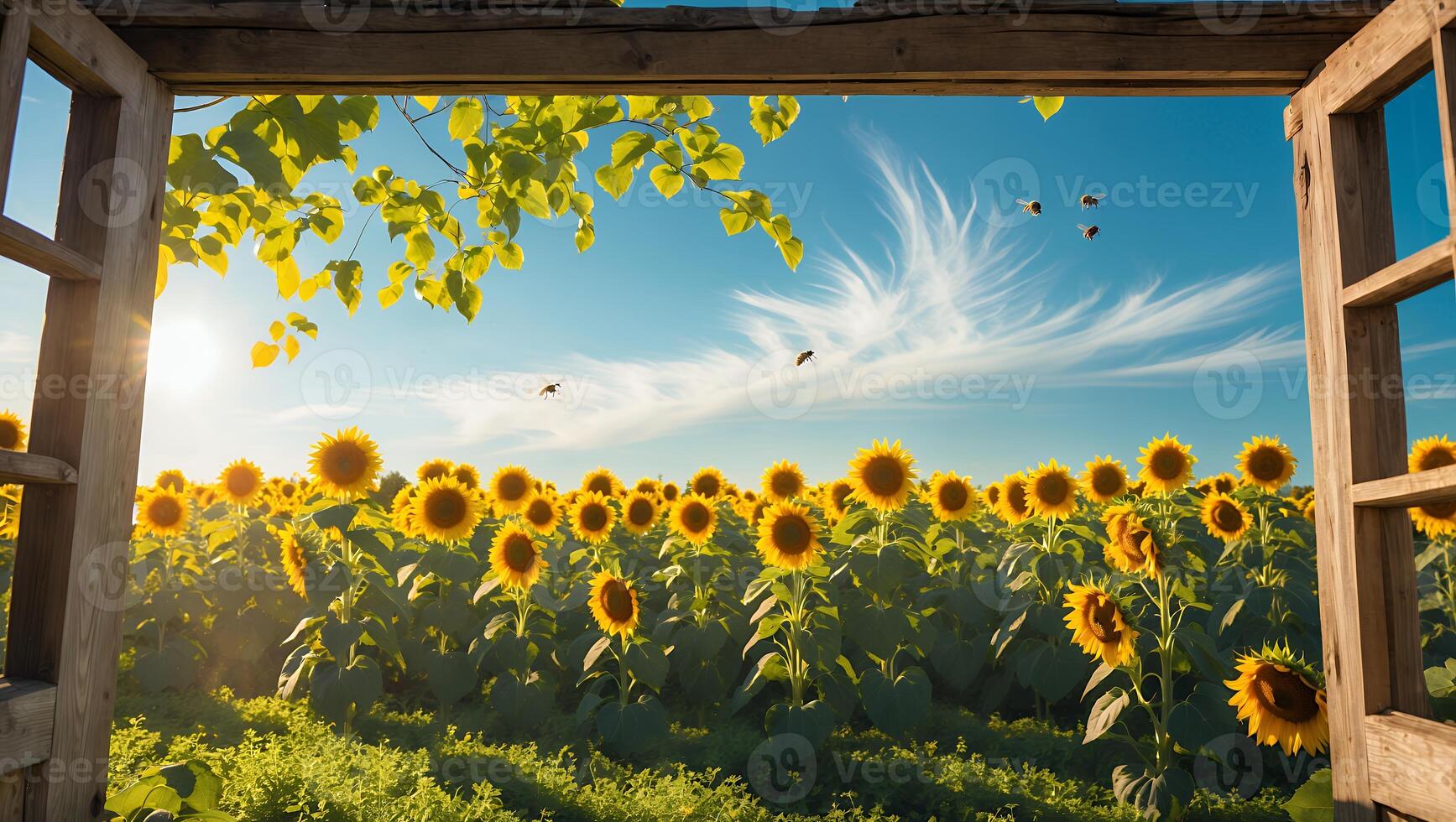 Sunflower Field Viewed Through Open Window with Clear Blue Sky photo