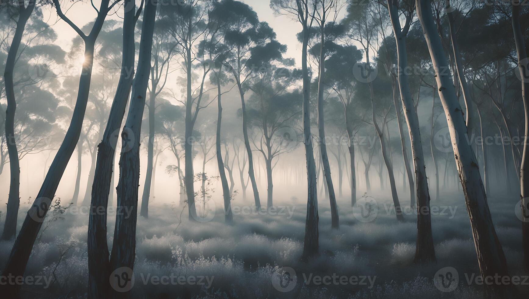 Misty Forest Landscape with Tall Trees and Ethereal Fog photo