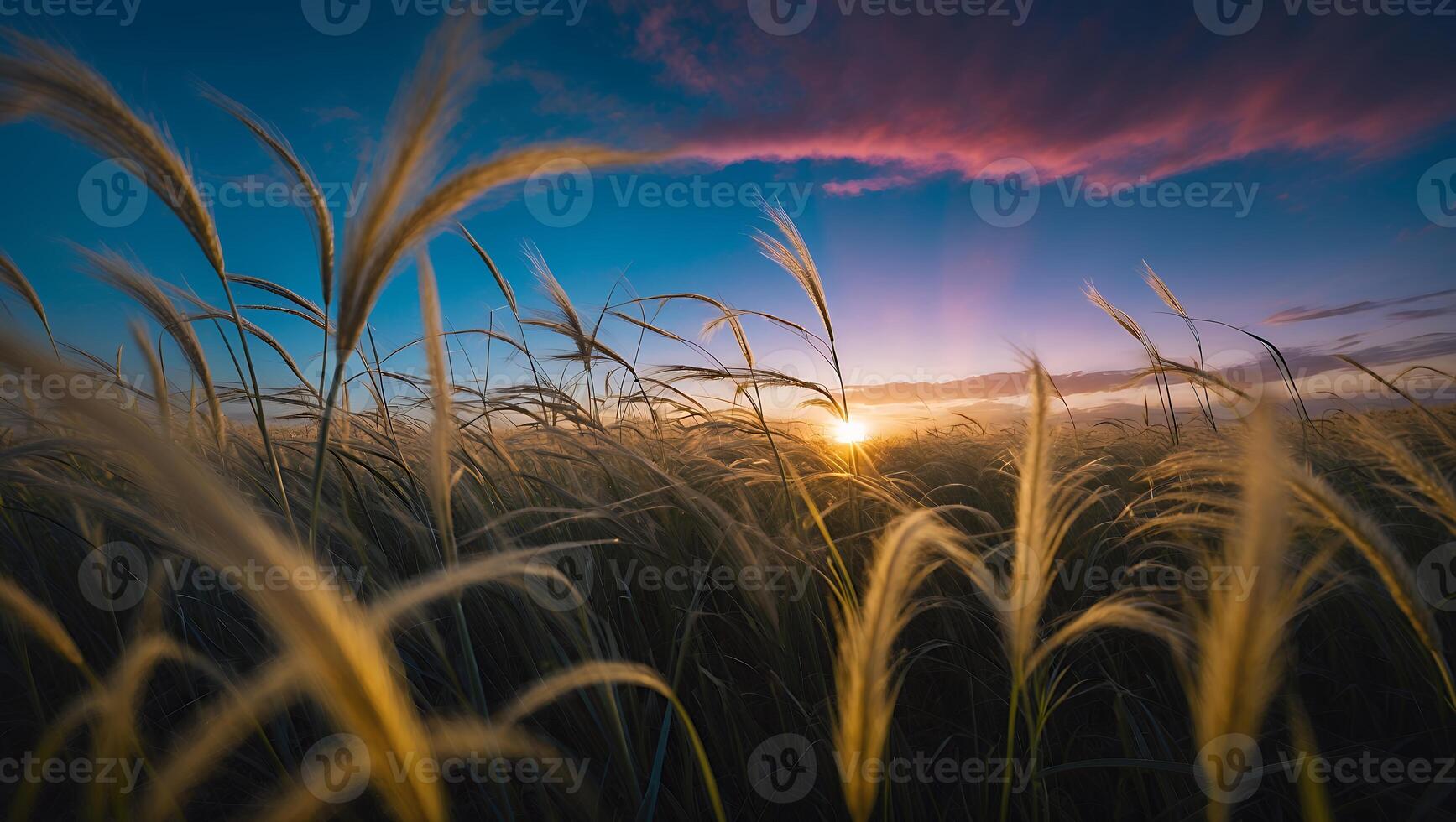 Field Grass at Sunrise with Colorful Sky Creates Peaceful Landscape photo