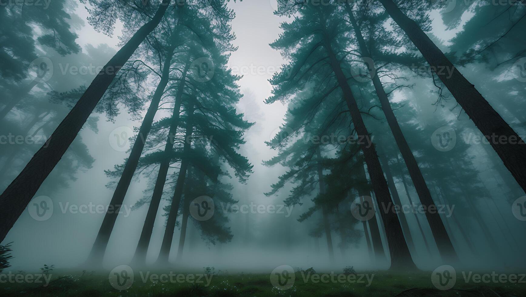 Tall Pine Trees in Fog Creating Mysterious Forest Landscape View photo