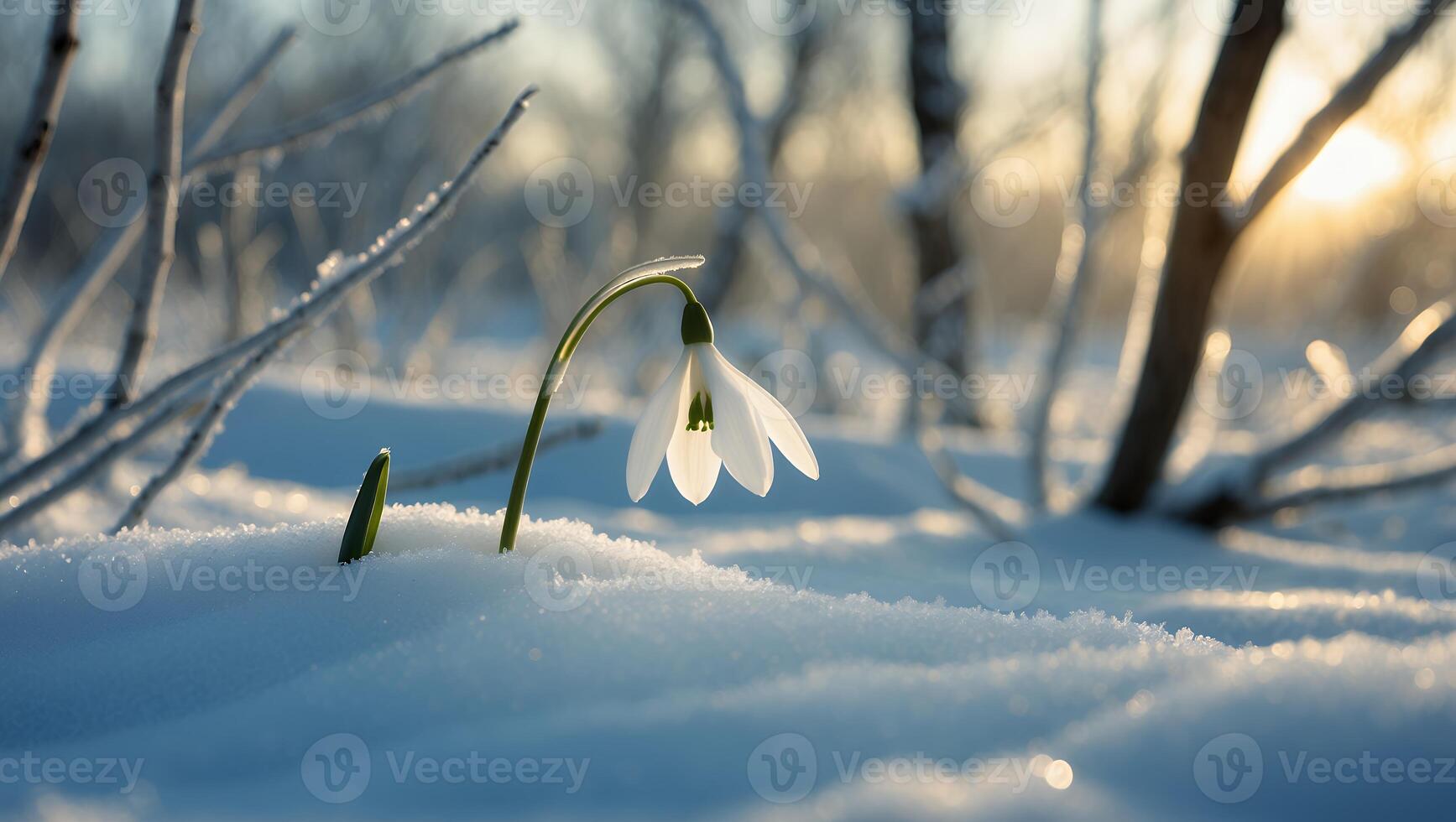 Snowdrop Flower Blooming Through Snow in Winter Sunlight Landscape photo