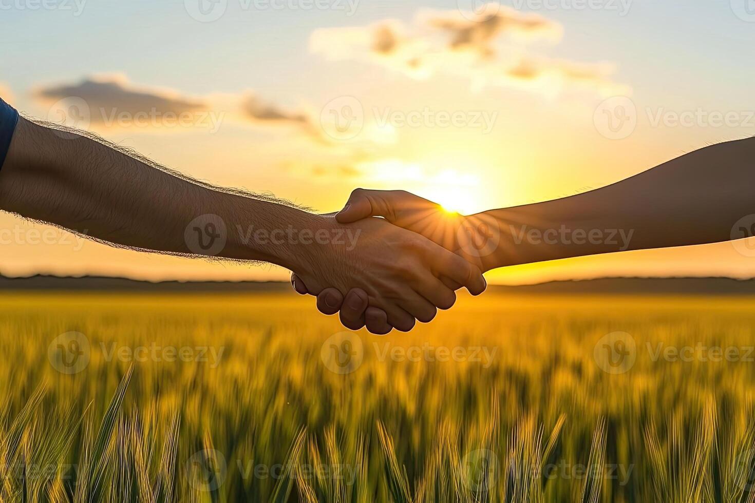 Two hands shake, golden sunset over wheat field photo