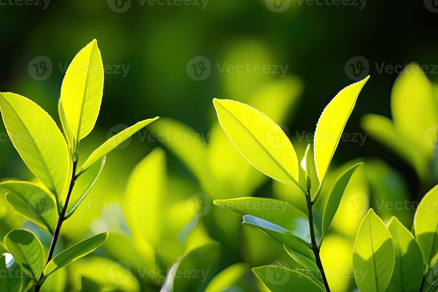 Fresh, vibrant green leaves bathed in sunlight photo