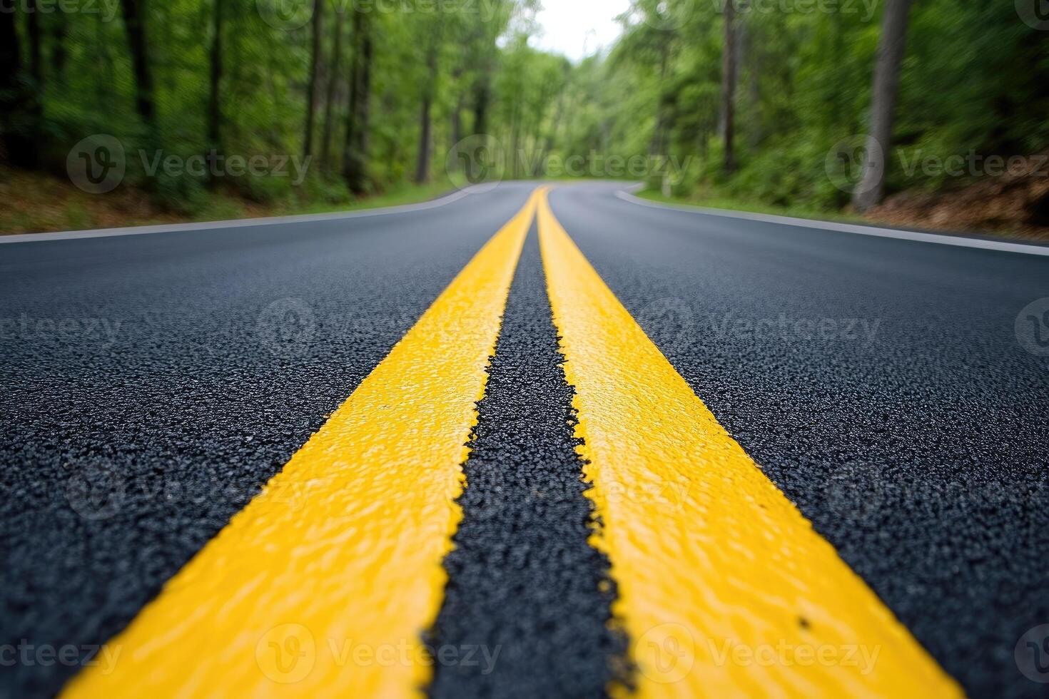 Forest Road Divided by Yellow Lines photo