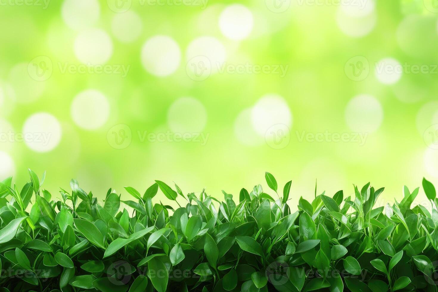 Fresh green leaves border on a blurred spring background photo