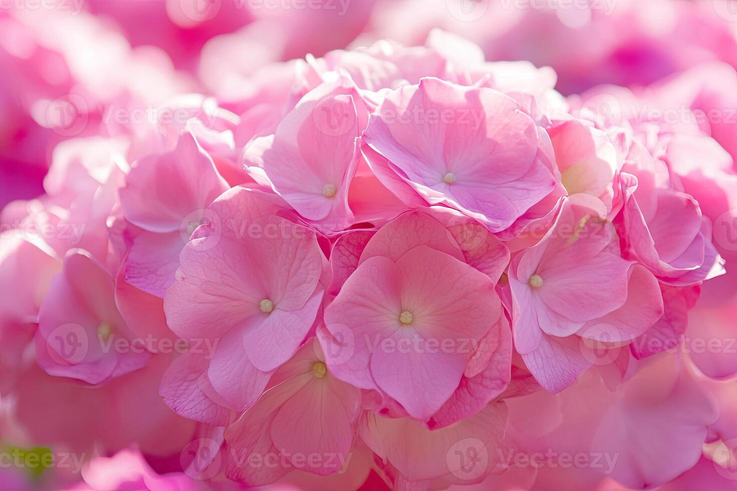 Close-up of a vibrant cluster of pink hydrangeas. Soft petals and delicate details photo