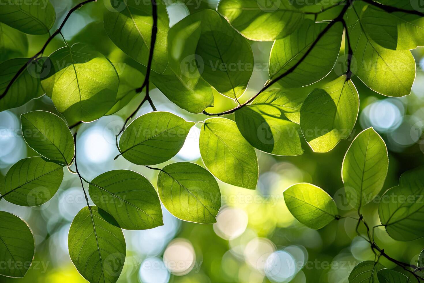 Sunlight filtering through lush foliage photo