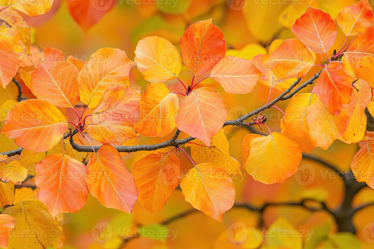 Vibrant autumn foliage photo