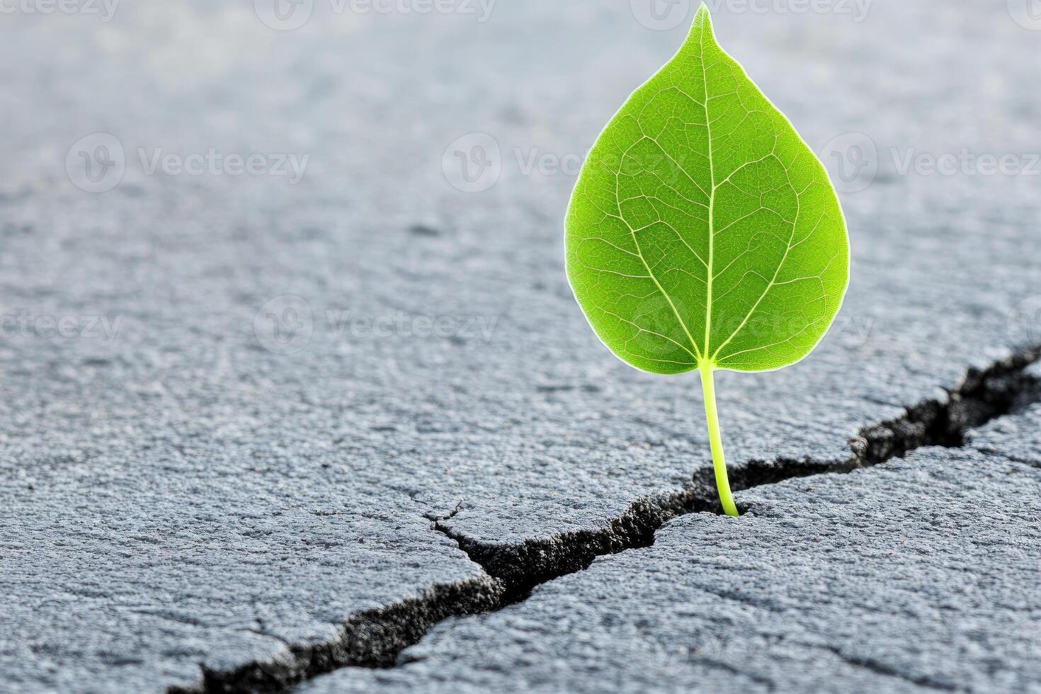 Growth through adversity. A single vibrant green leaf sprouts from a crack in a dark grey pavement photo