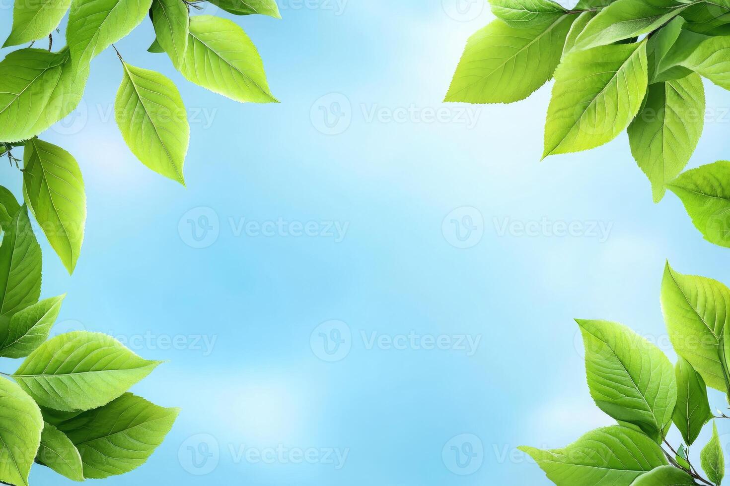Fresh spring leaves framing a bright sky photo