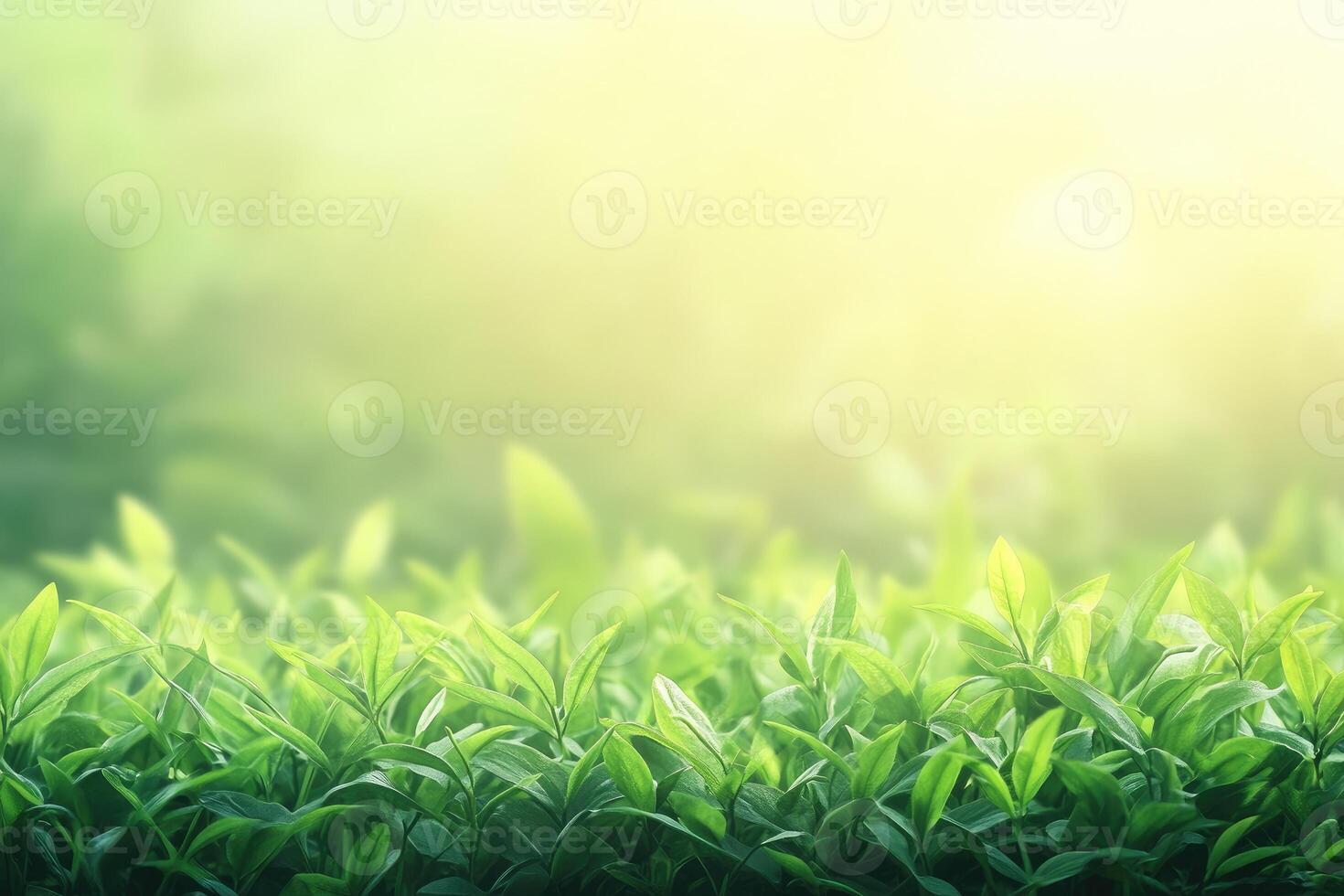 Lush green foliage bathed in sunlight photo