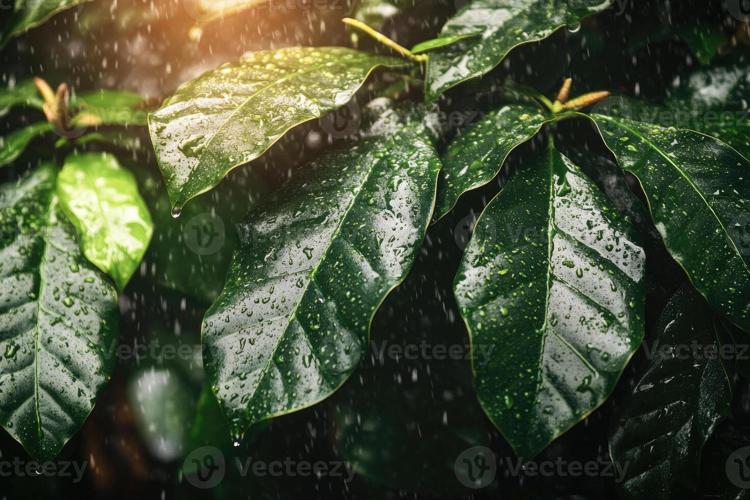 Rain-drenched coffee leaves photo