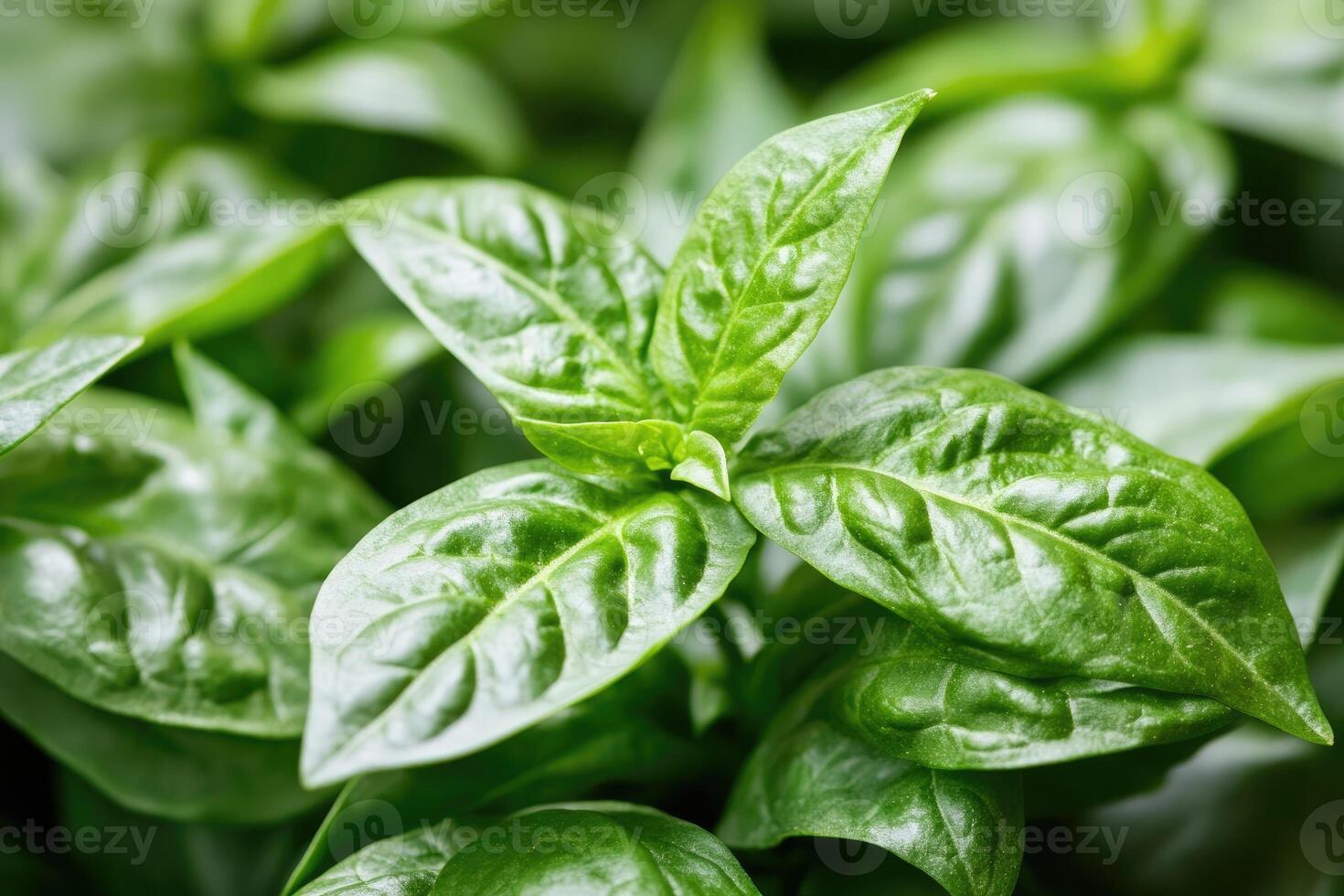 Basil leaves are shown in this image photo