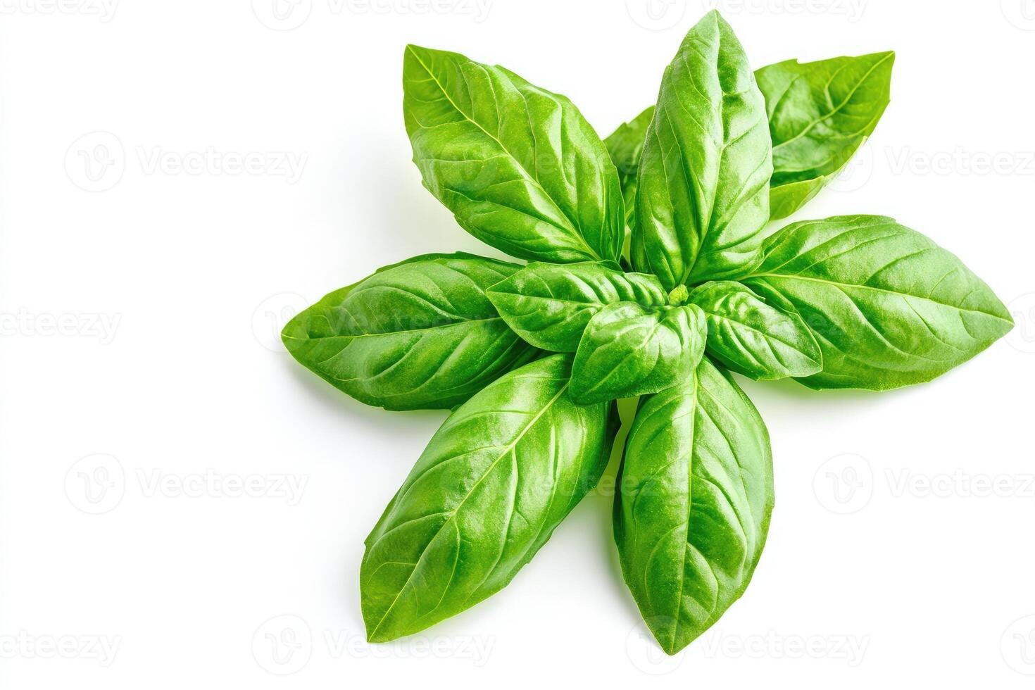 Fresh basil leaves arranged in a starburst pattern photo