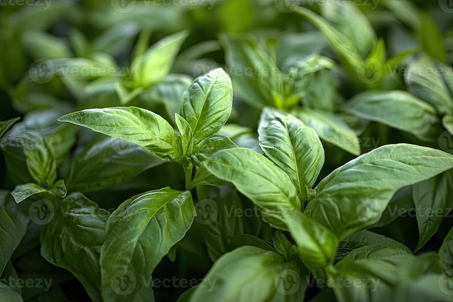 Lush basil plants, vibrant green leaves photo