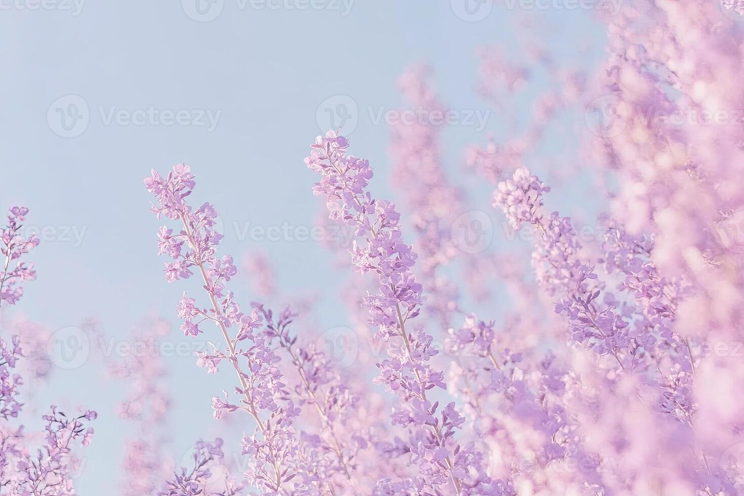 Soft lavender blooms against a pastel sky photo