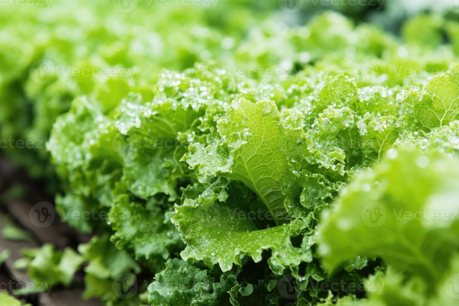 Fresh, vibrant, leafy greens. Close-up view of rows of crisp, healthy lettuce leaves, glistening with water droplets photo