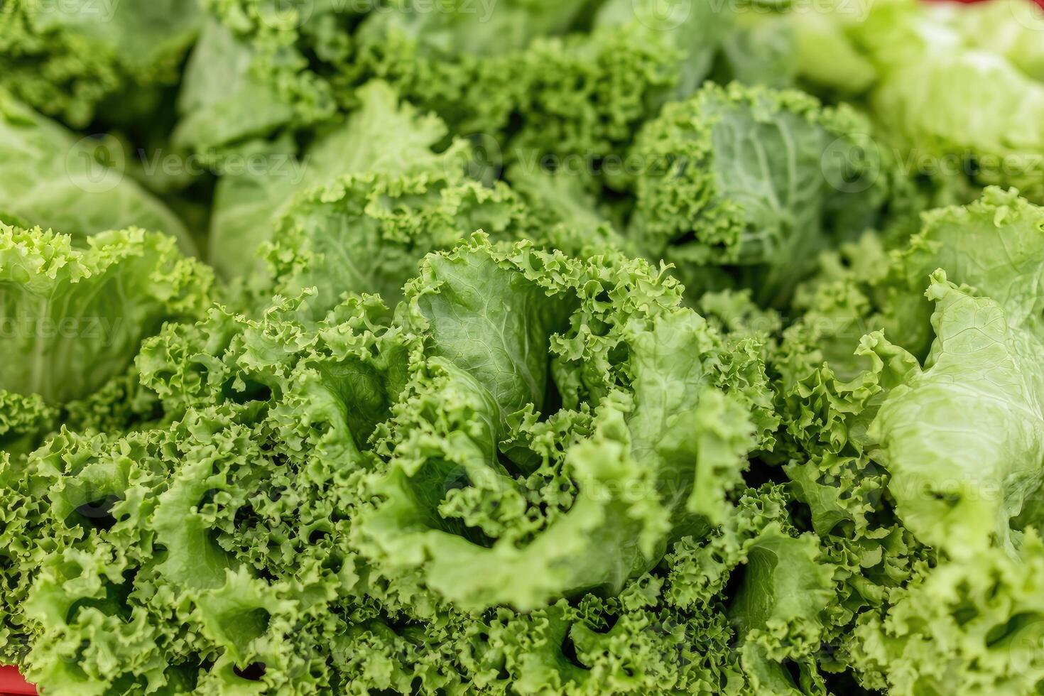 A close up of a bunch of green lettuce photo