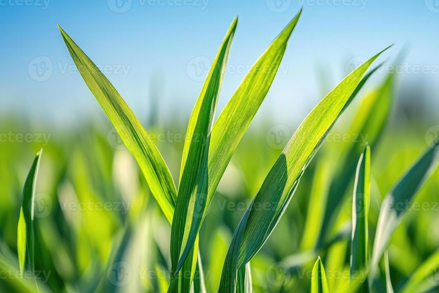 Fresh, vibrant green shoots of young plants photo