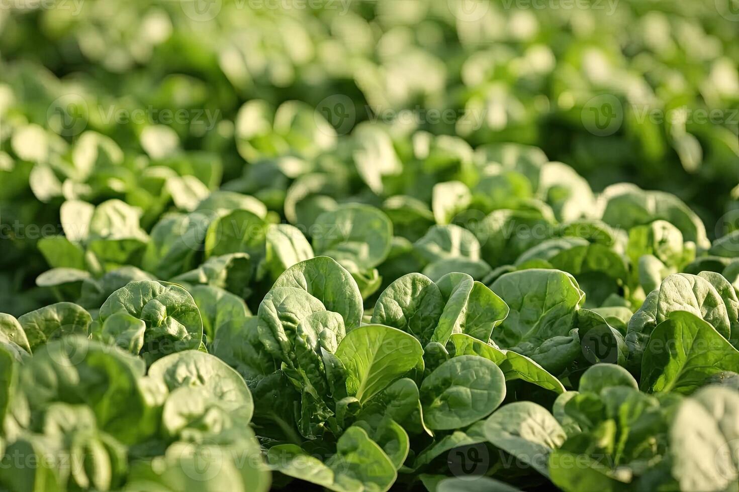 Lush green leafy greens field photo