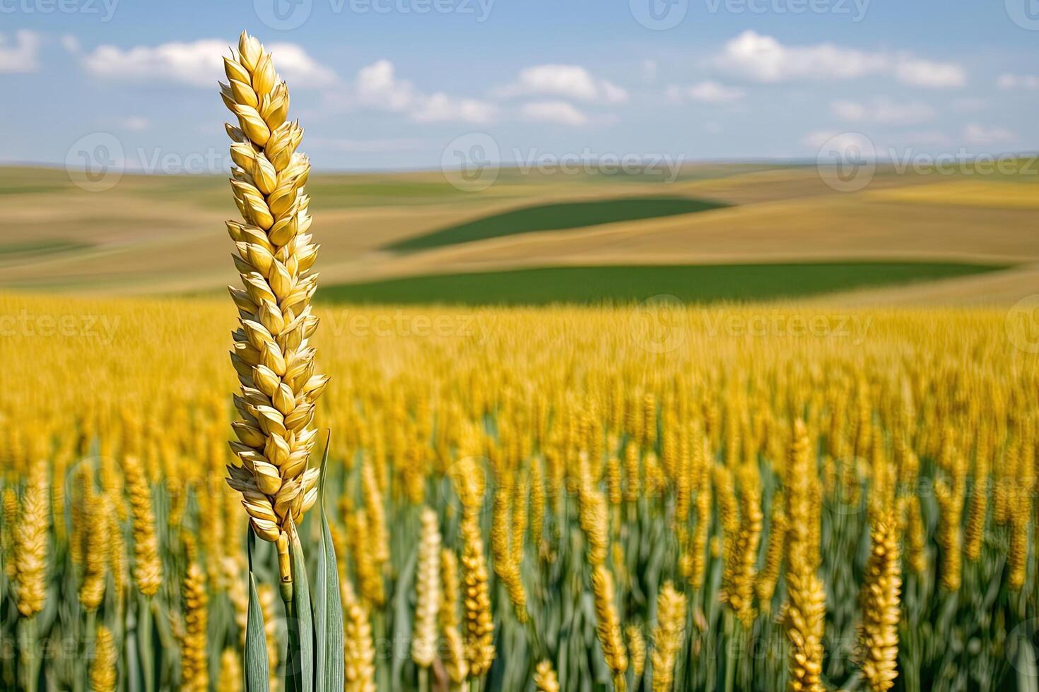 Golden Wheat Field photo
