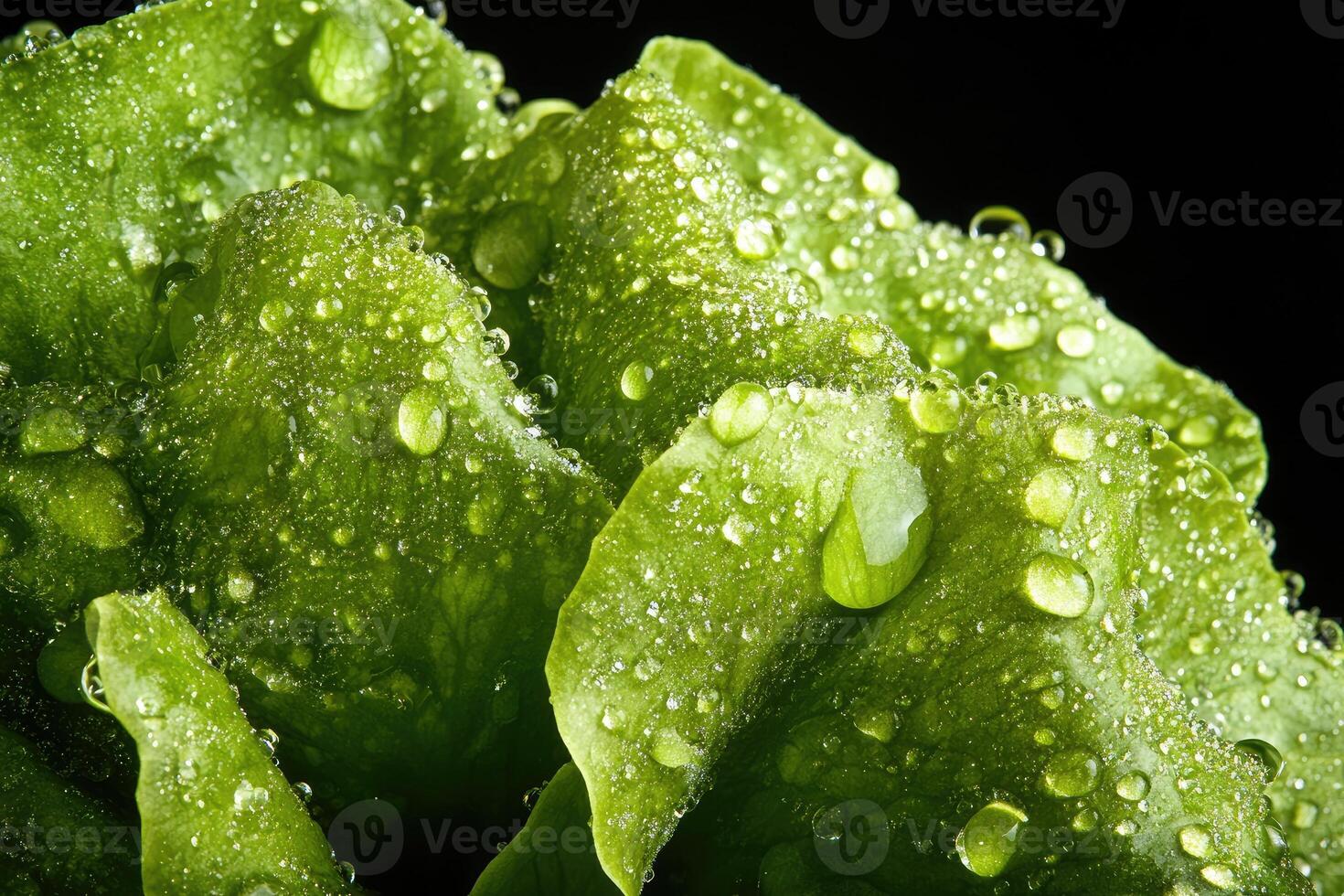Close-up of fresh green lettuce leaves covered in water droplets photo