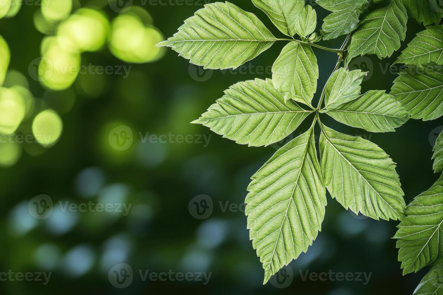 Fresh leaves in sunlight photo