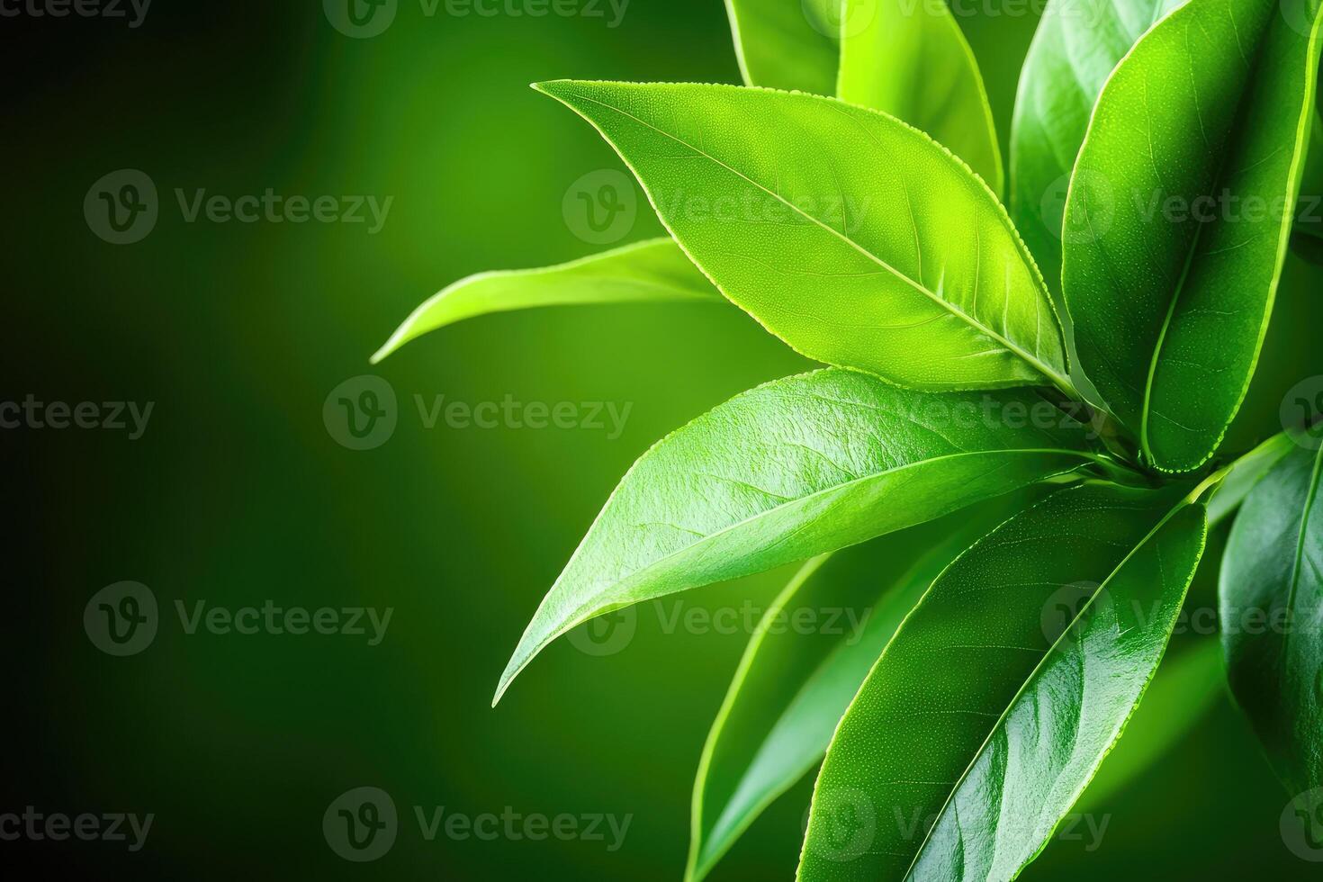 Vibrant green tea leaves photo
