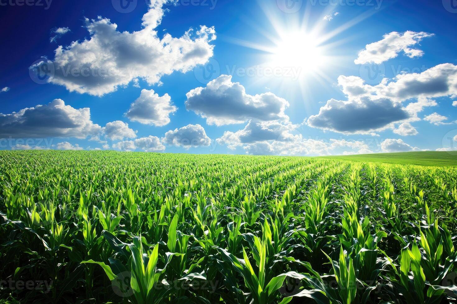 Lush green cornfield under a vibrant blue sky photo