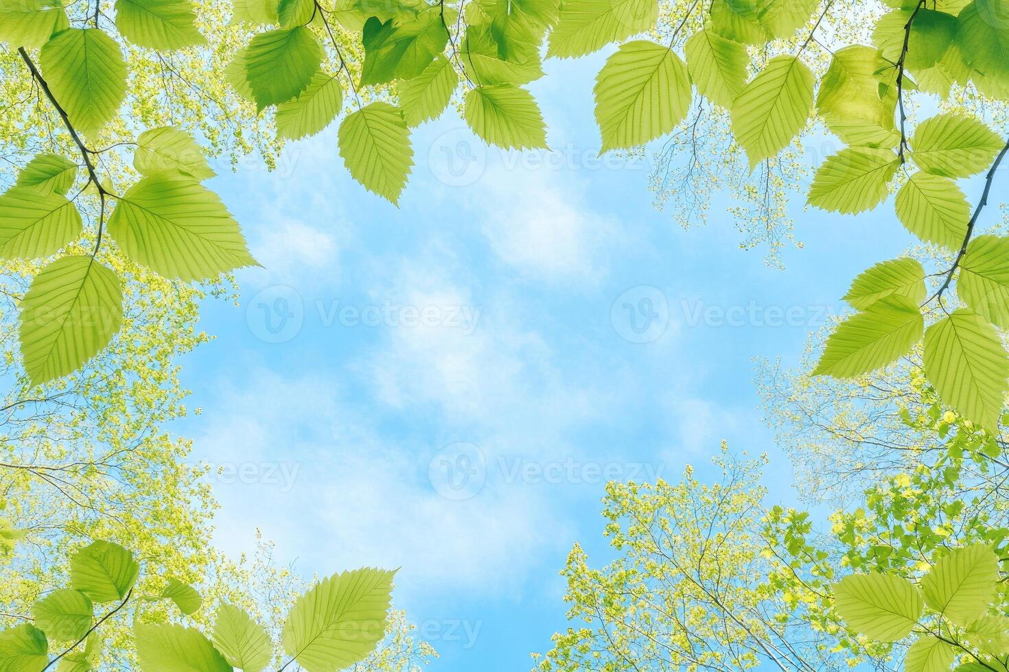 Fresh spring leaves frame a bright sky photo