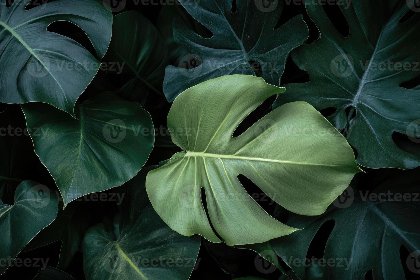 Lush, vibrant tropical foliage. Deep green leaves, intricate patterns, and tropical atmosphere photo