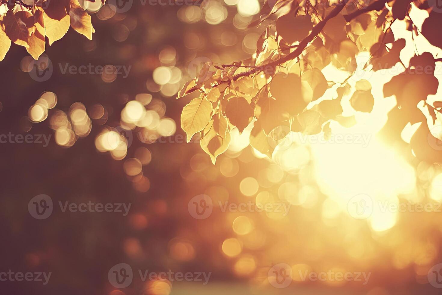 Golden Sunlight Through Autumn Leaves photo
