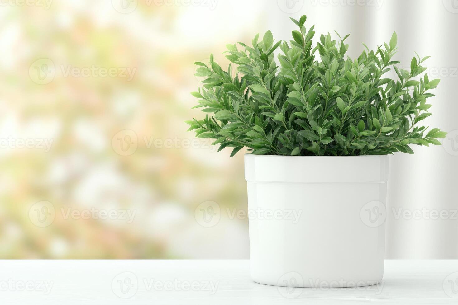 Fresh green plant in white pot on table photo