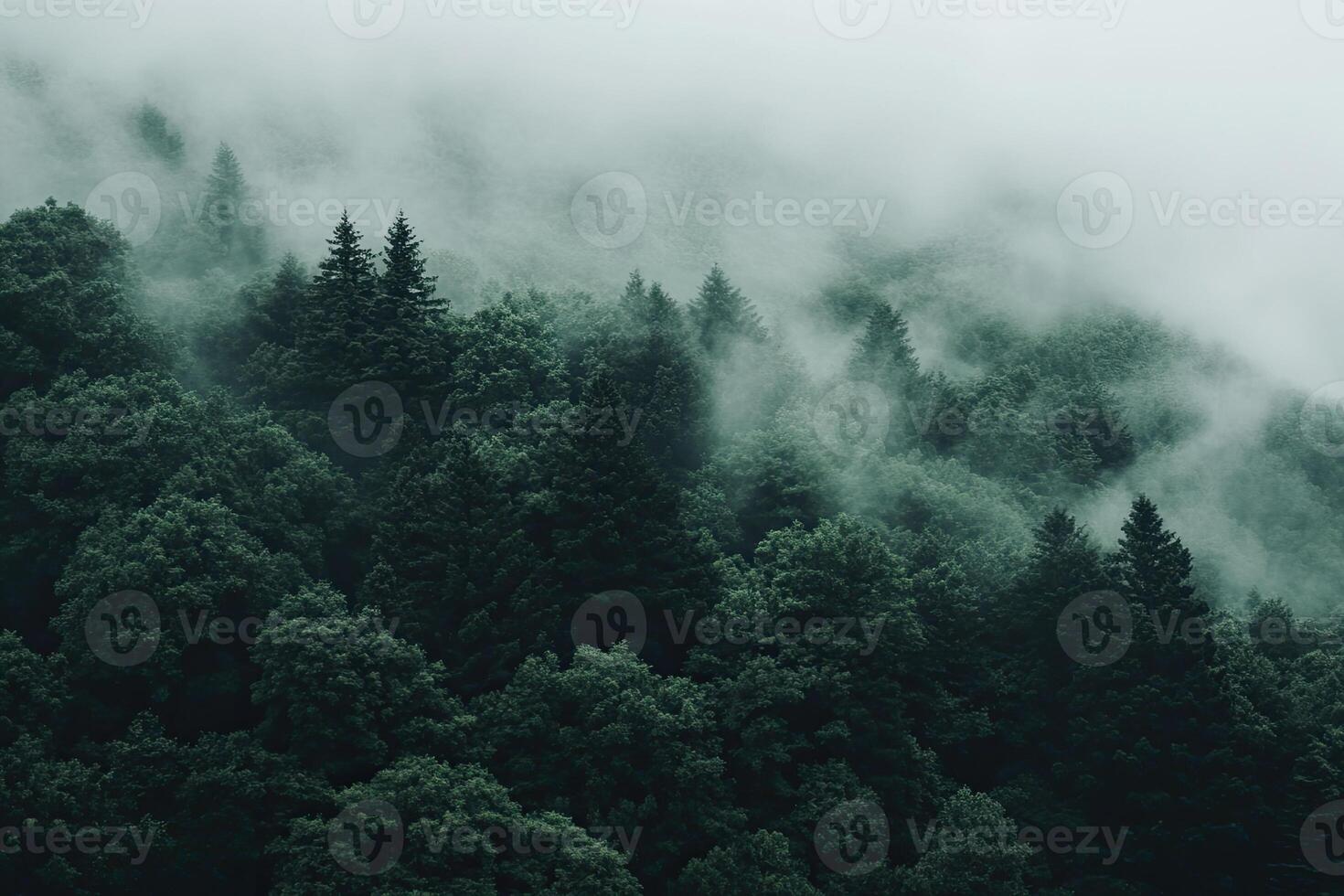 Misty mountain forest photo