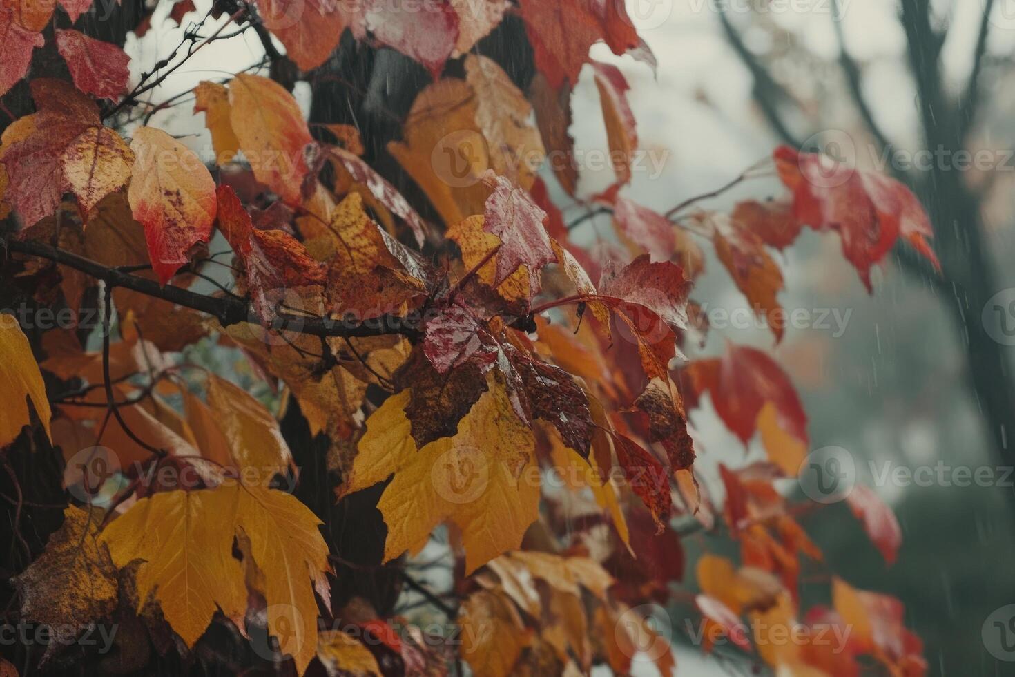 Autumn leaves in rain photo
