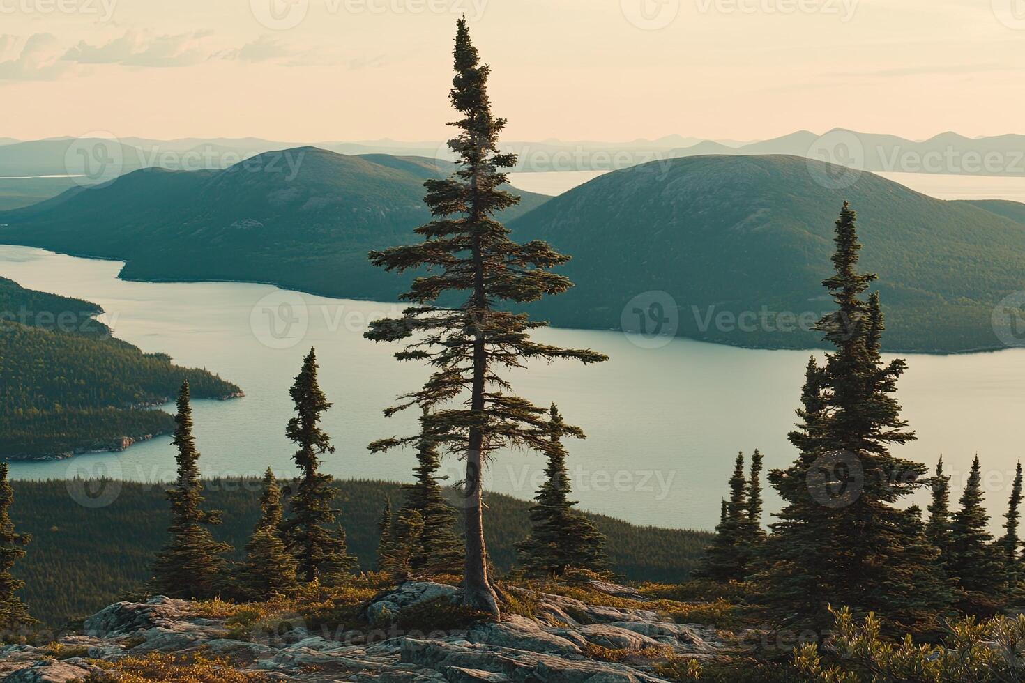 Majestic alpine tree, tranquil lake, and mountain vista photo