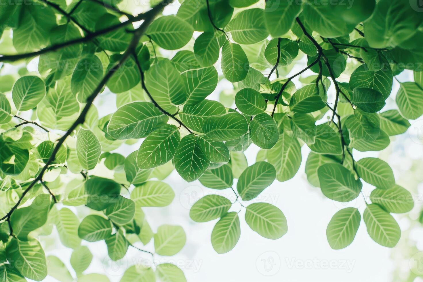 Lush green leaves canopy photo