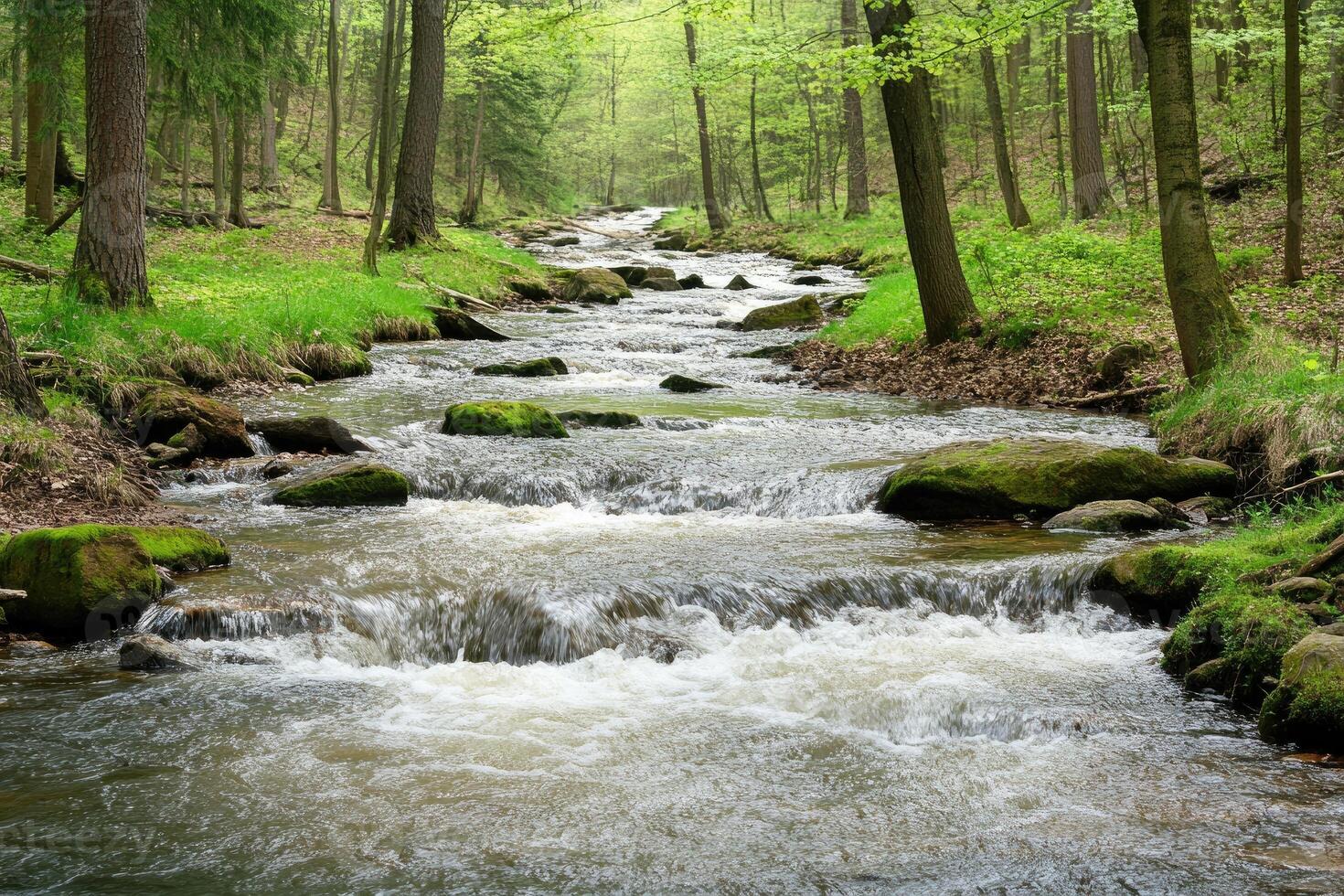 A tranquil mountain stream meanders through a lush forest photo