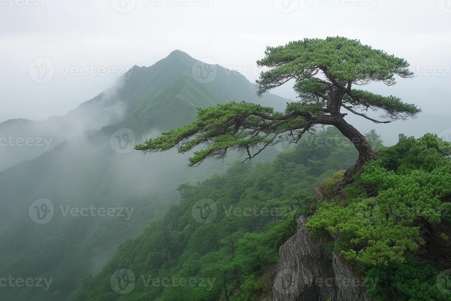 Misty mountaintop with lone pine photo