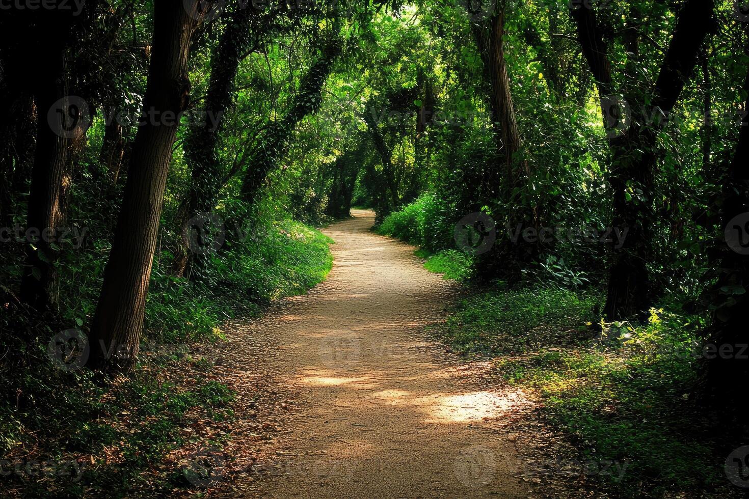 Sunlit path through dense forest photo