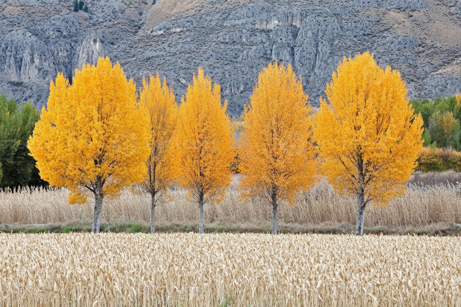 Autumn trees stand tall in a field photo