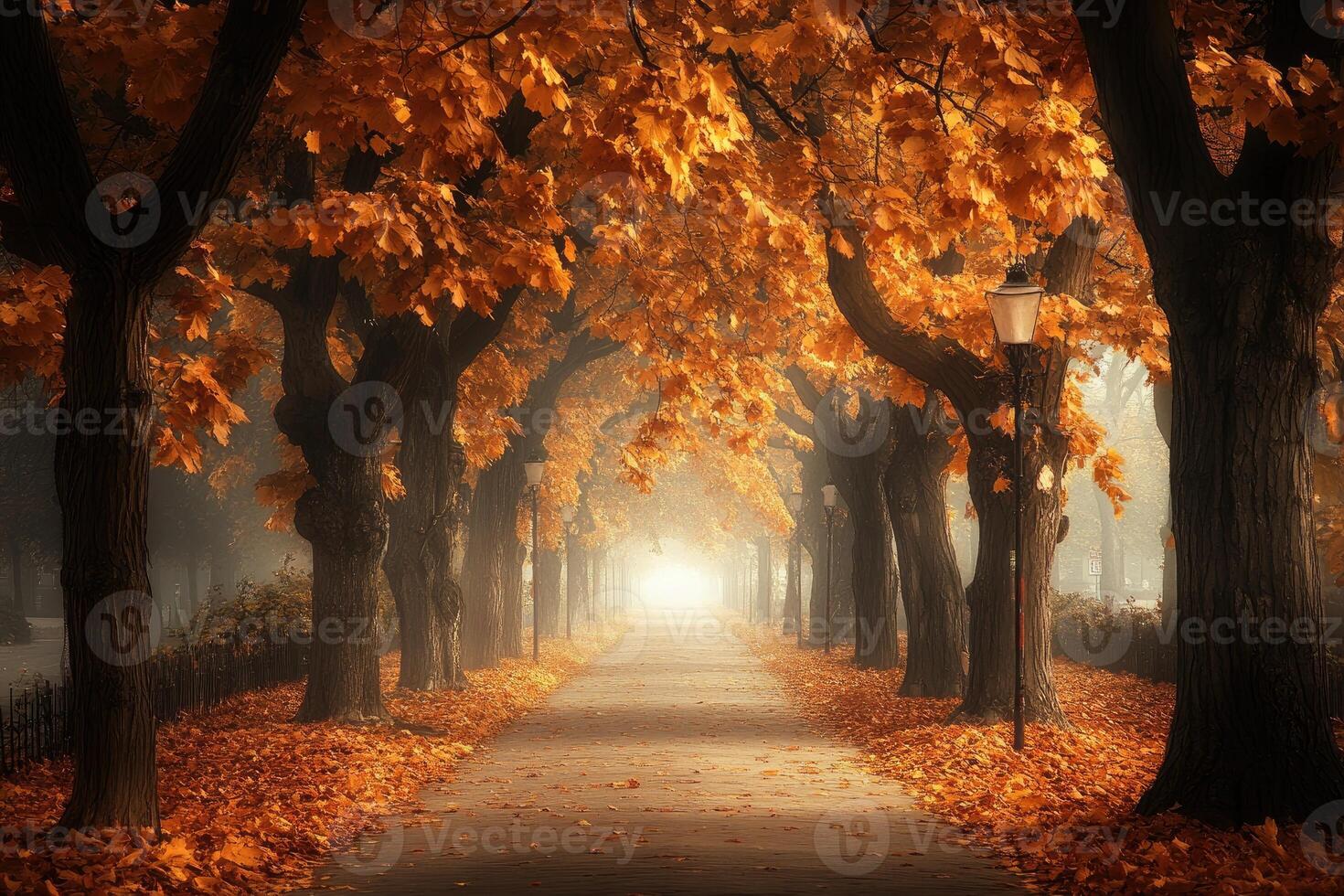 Autumnal pathway bathed in golden light photo