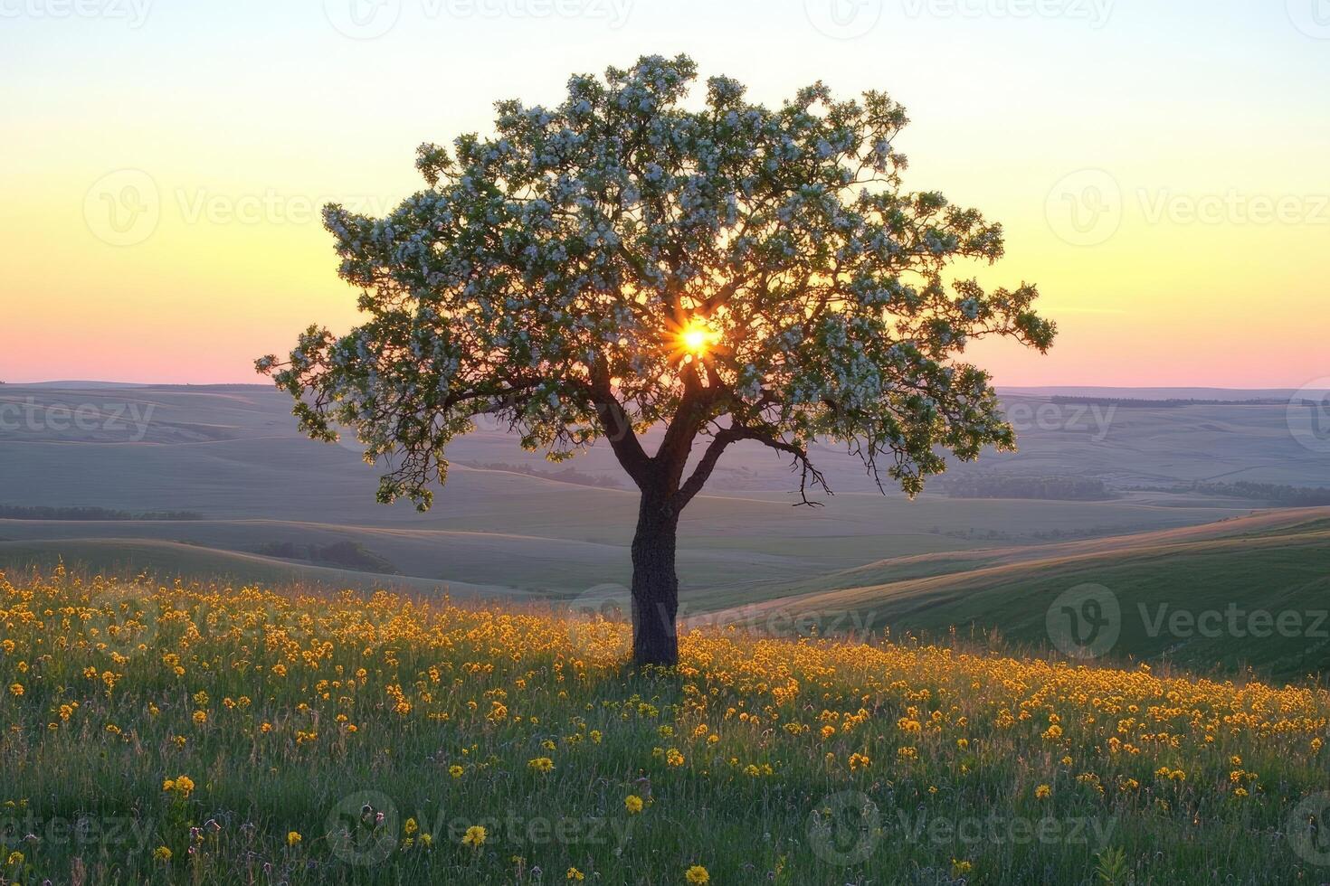 Solitary tree in a blossoming field at sunrise photo