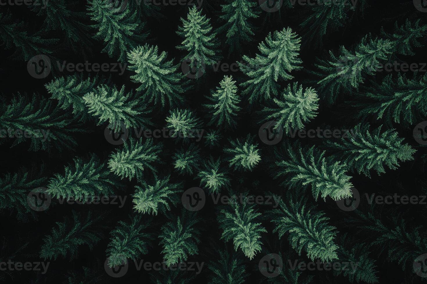 Dense forest canopy view photo